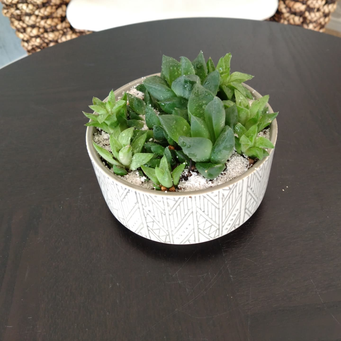 可愛いハオルチアできました😃