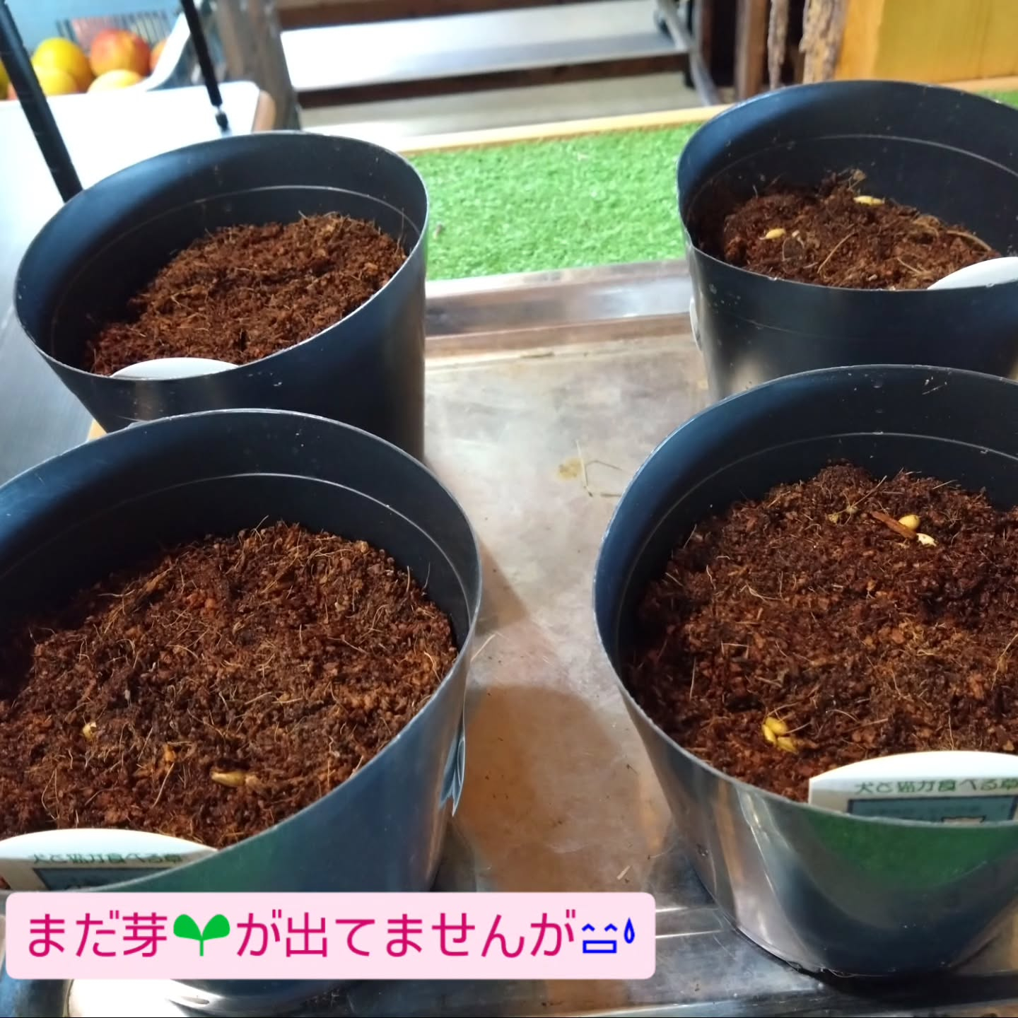 ネコの草入りました😺