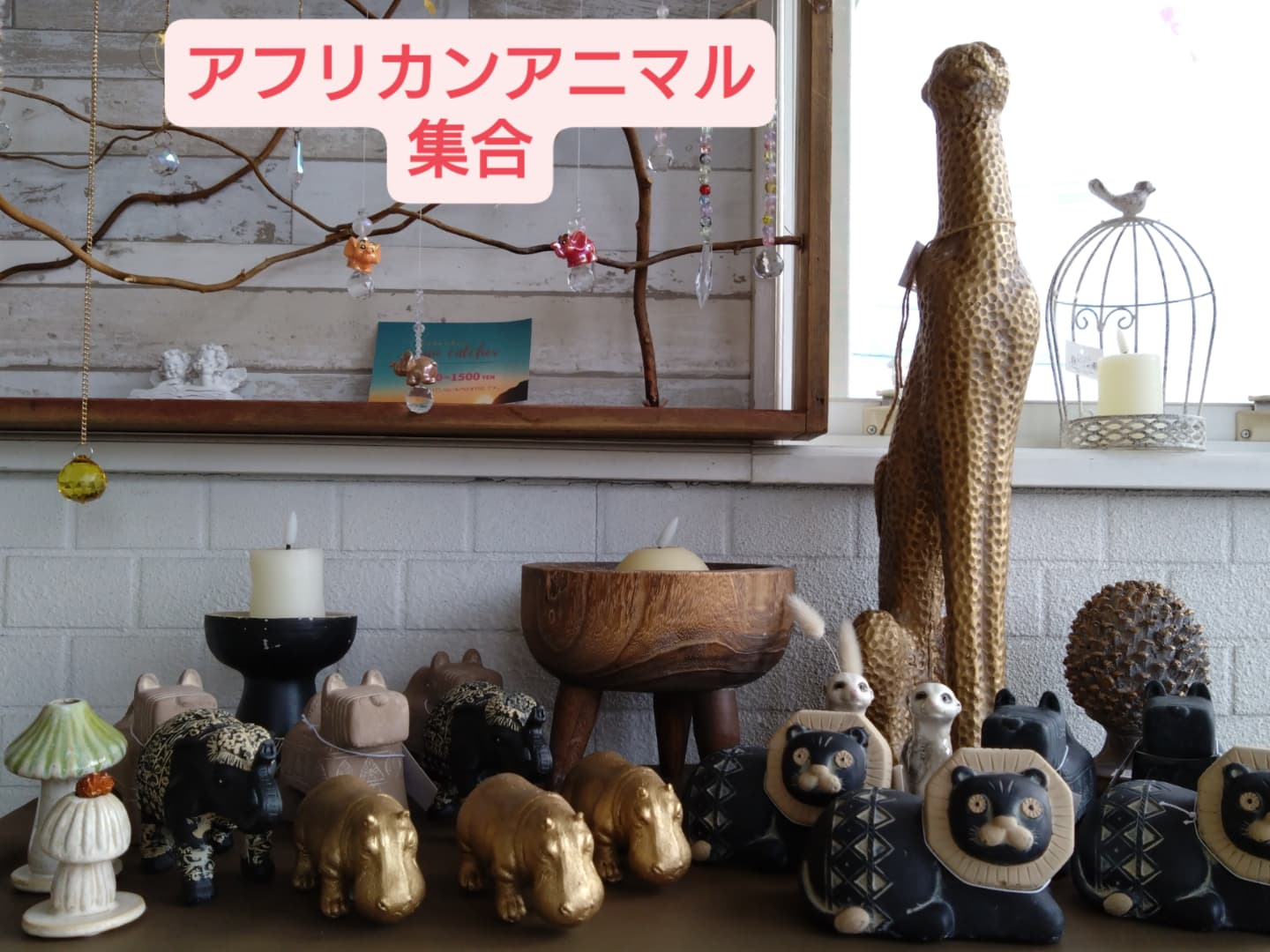 アフリカンアニマルお友達増えました😀