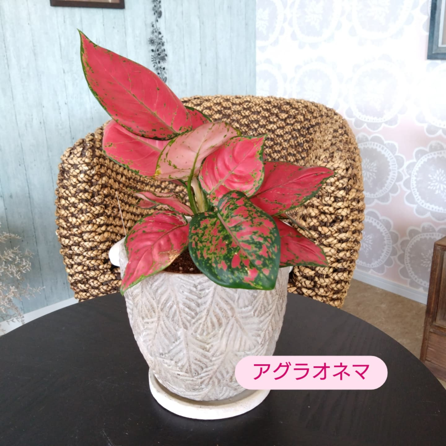 敬老の日ギフト☺️