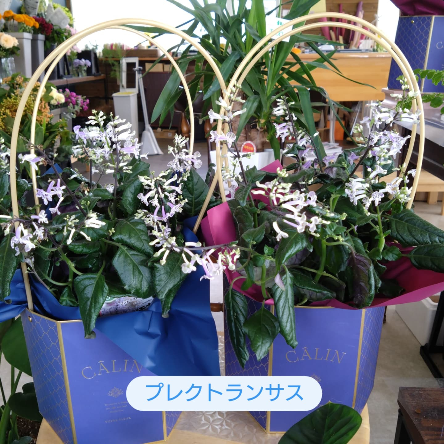 敬老の日ギフト☺️