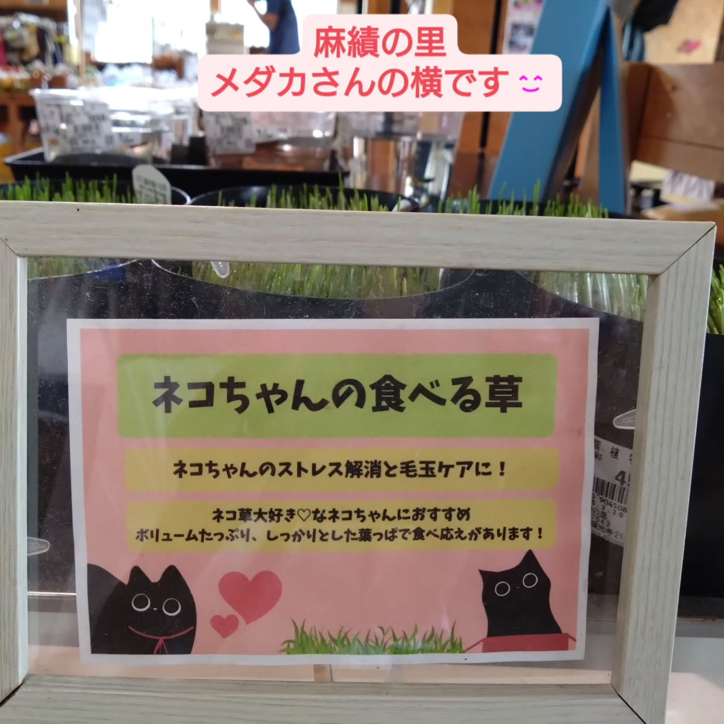 ネコの草入りました!😺