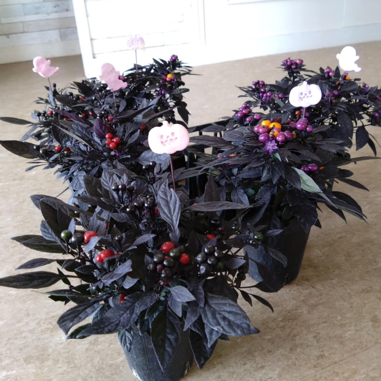 お待たせしました😃