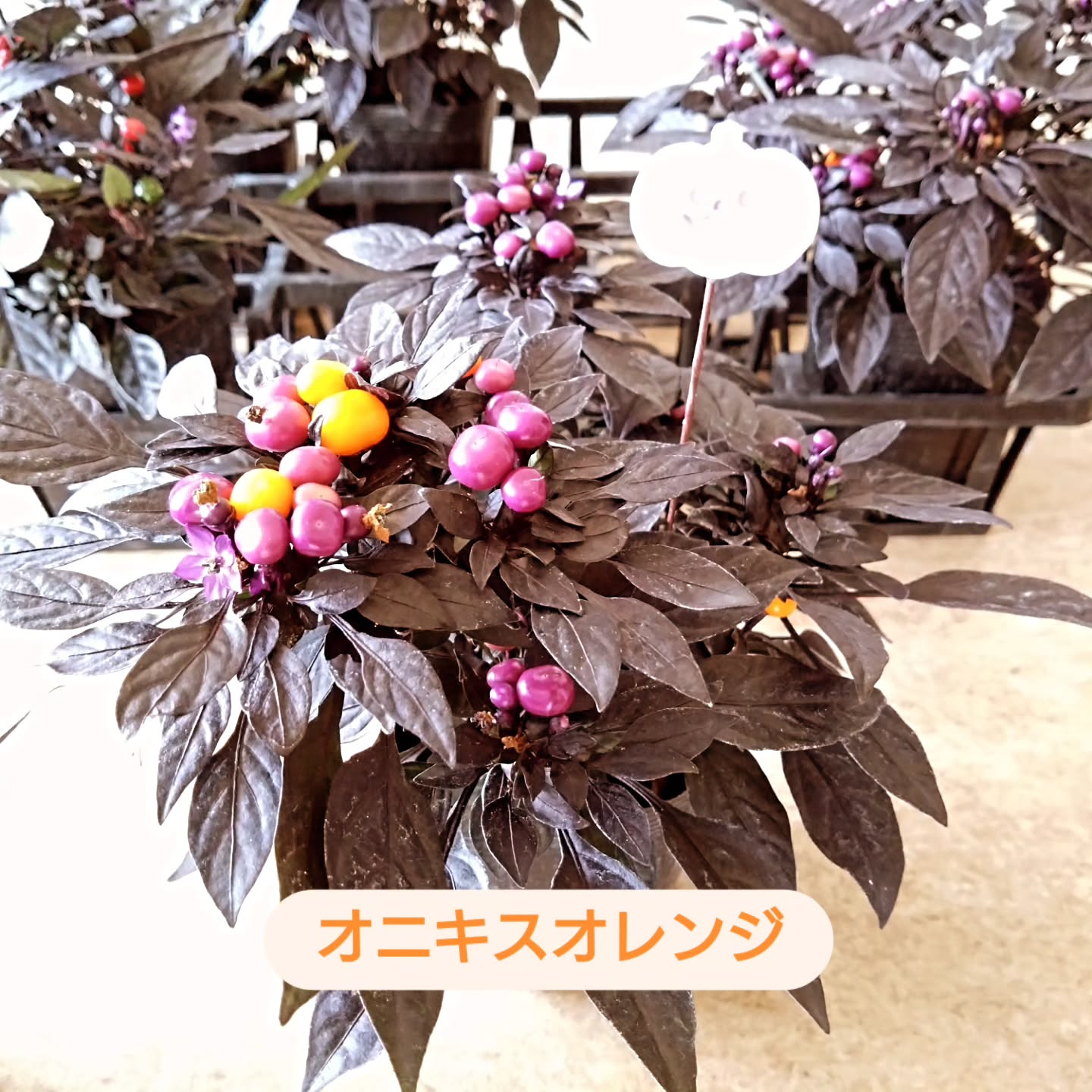 お待たせしました😃