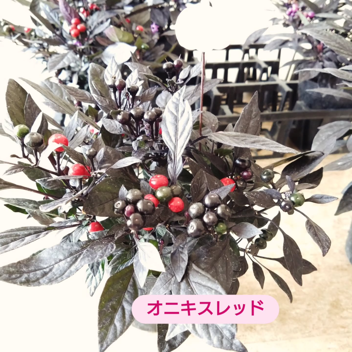 お待たせしました😃