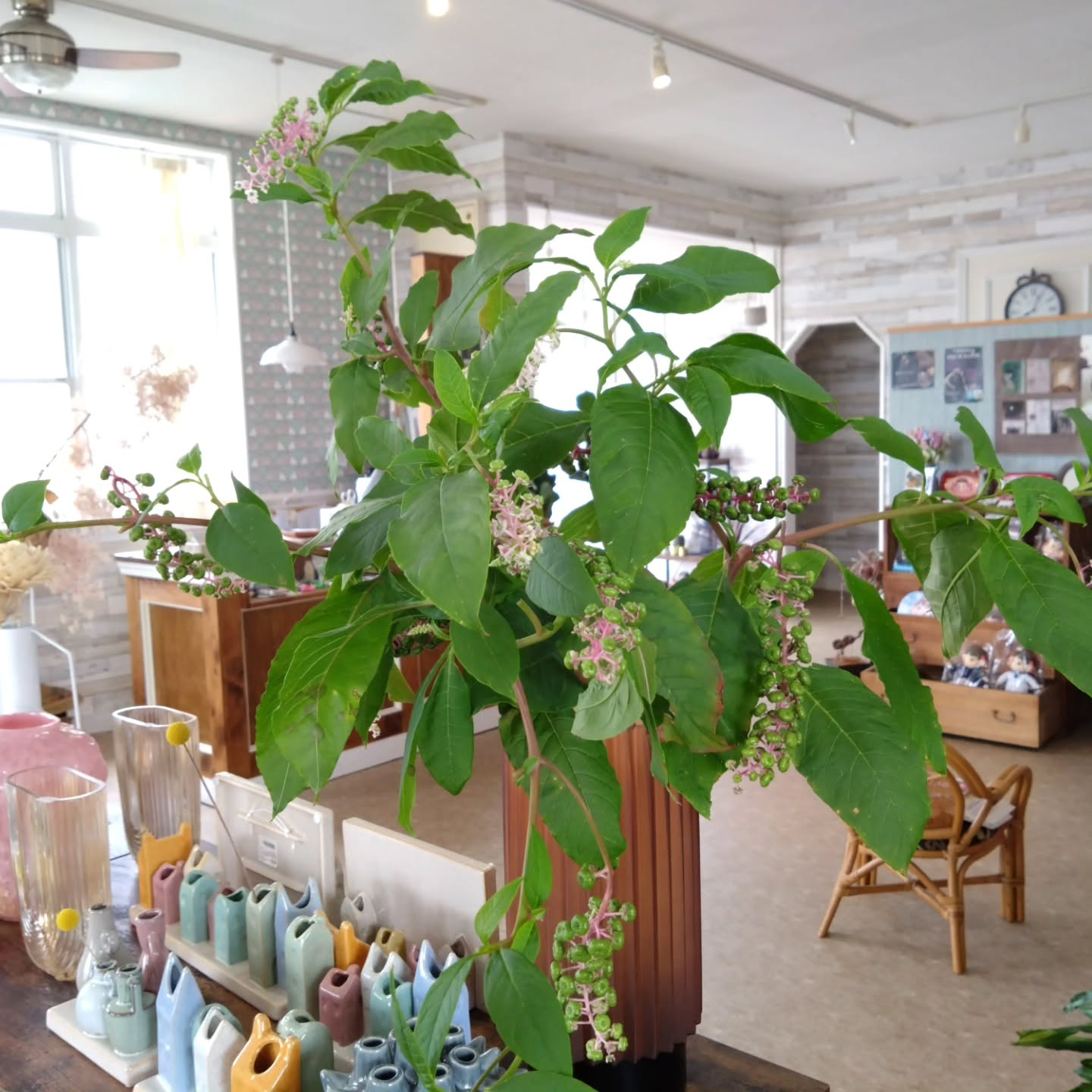 ヤマゴボウが可愛いです😊