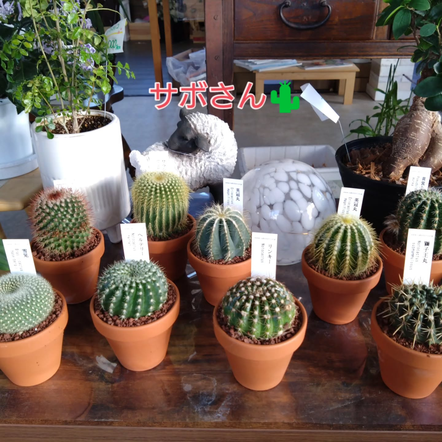 サボテン、多肉新しい仲間