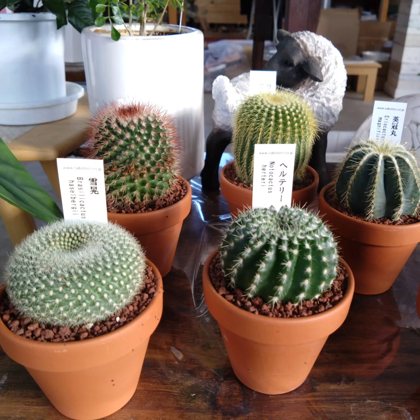 サボテン、多肉新しい仲間