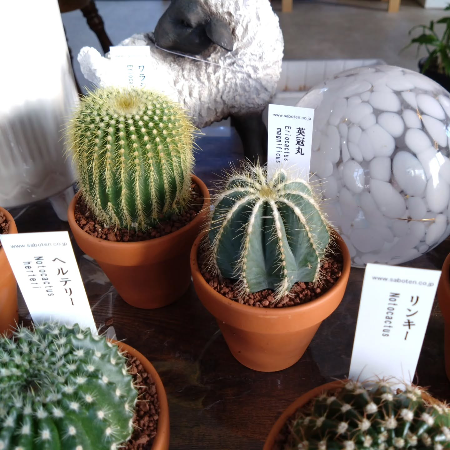 サボテン、多肉新しい仲間