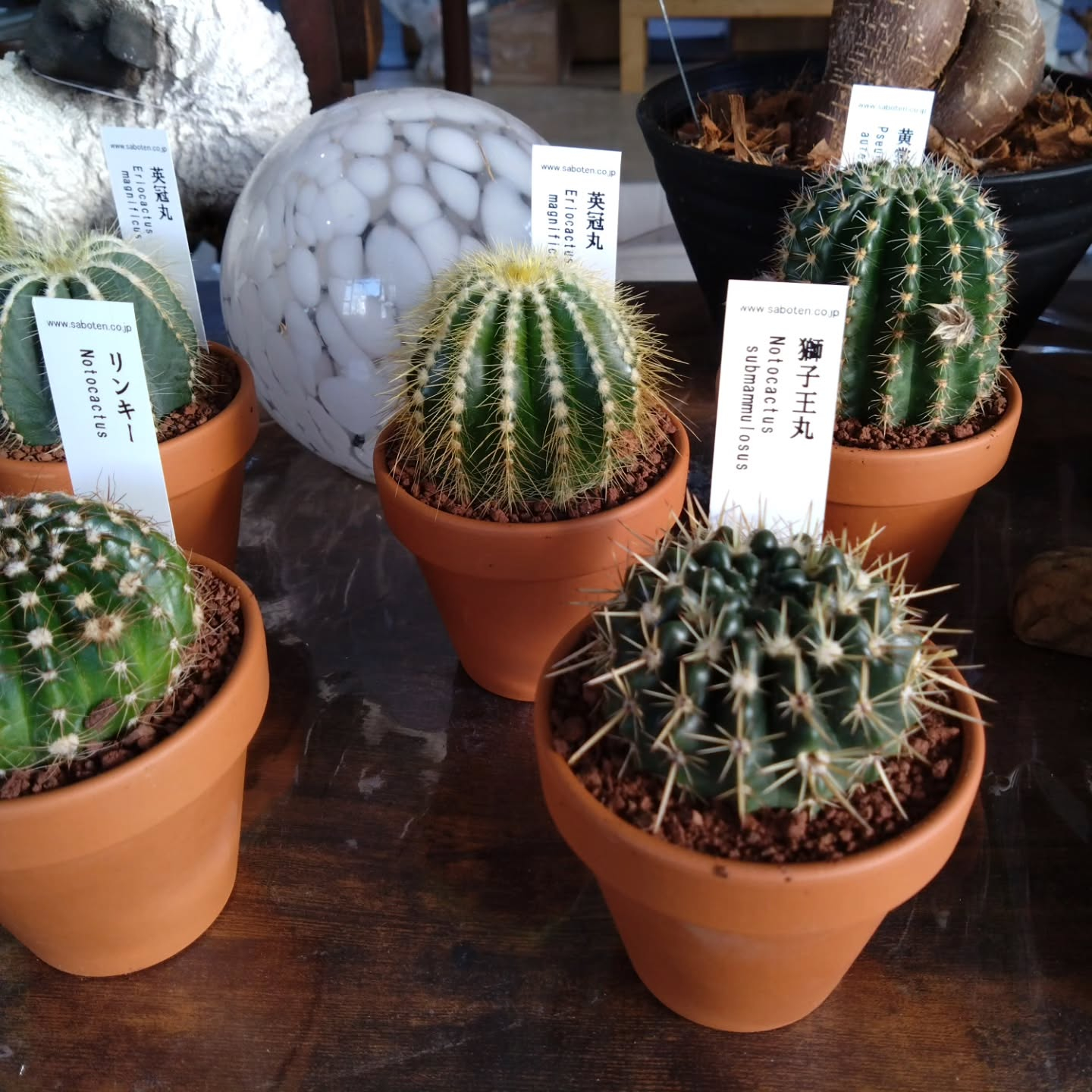 サボテン、多肉新しい仲間