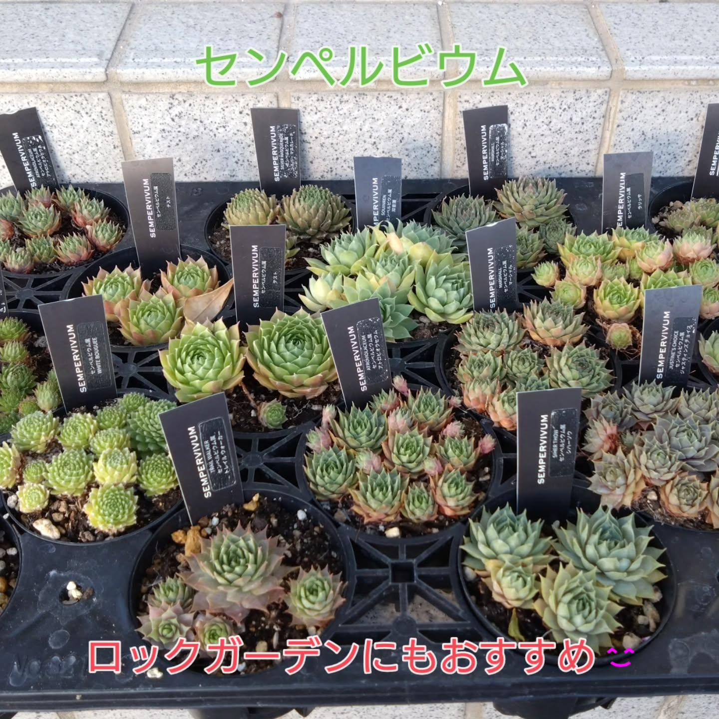 サボテン、多肉新しい仲間