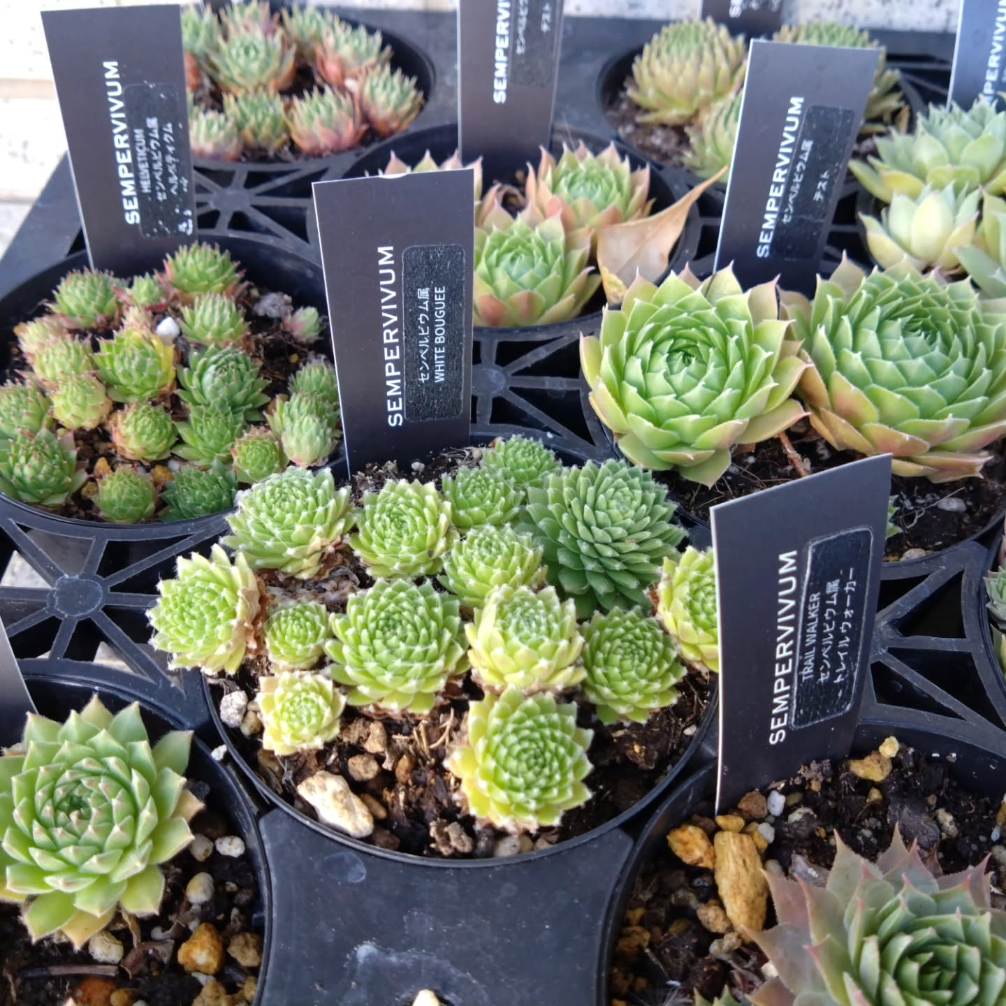 サボテン、多肉新しい仲間