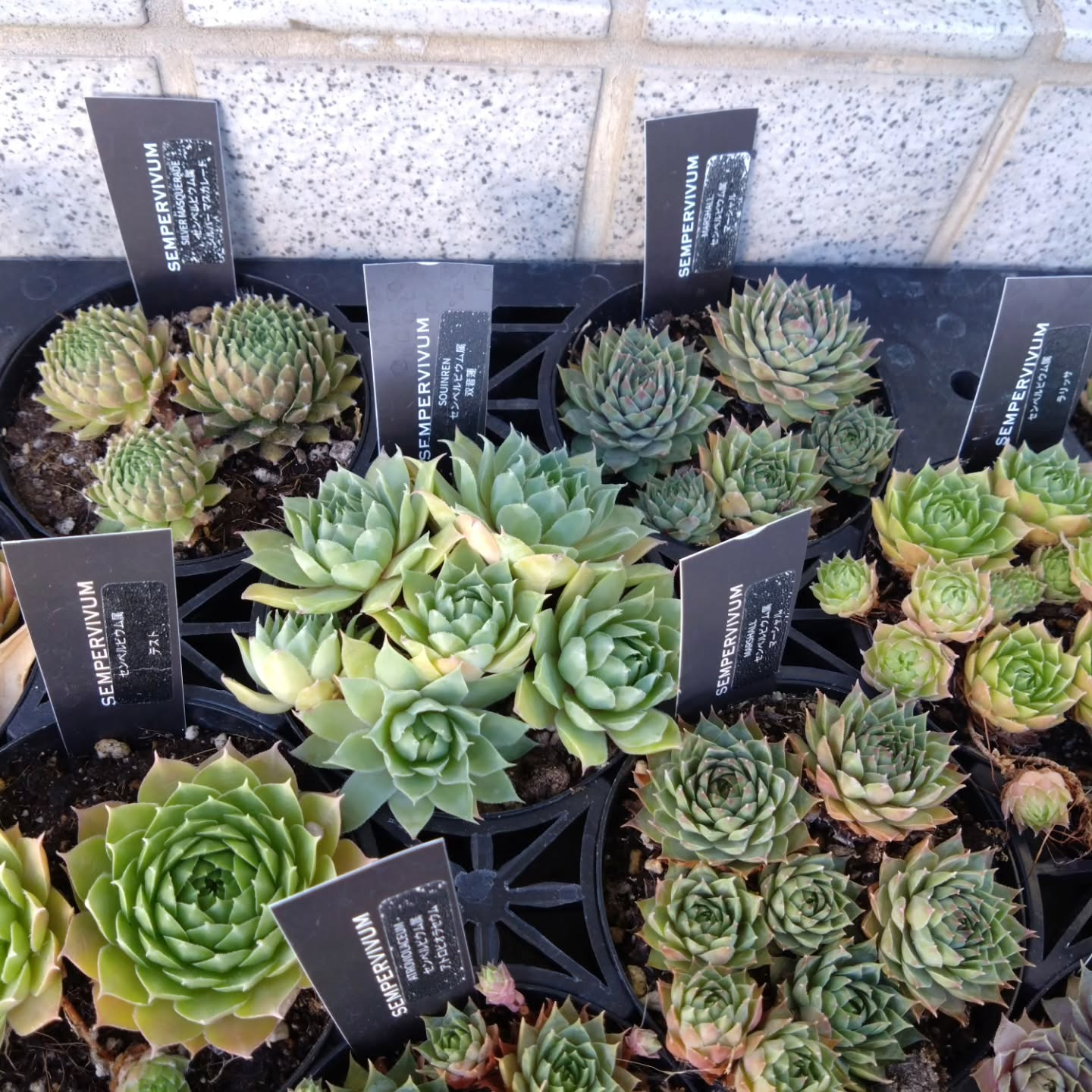 サボテン、多肉新しい仲間