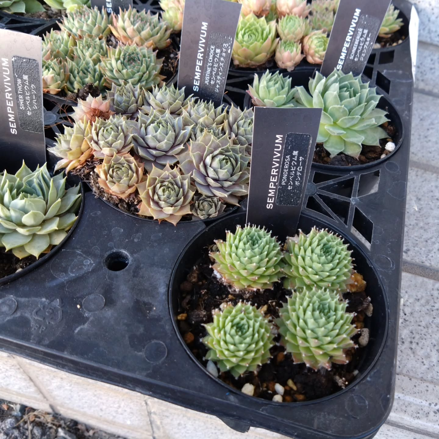 サボテン、多肉新しい仲間