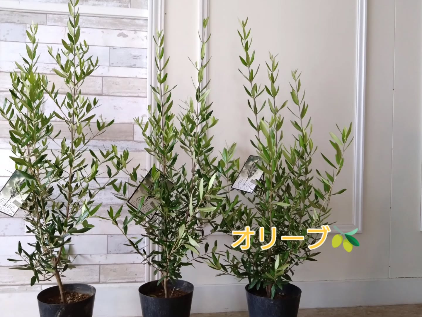 オリーブ🫒入りました😊