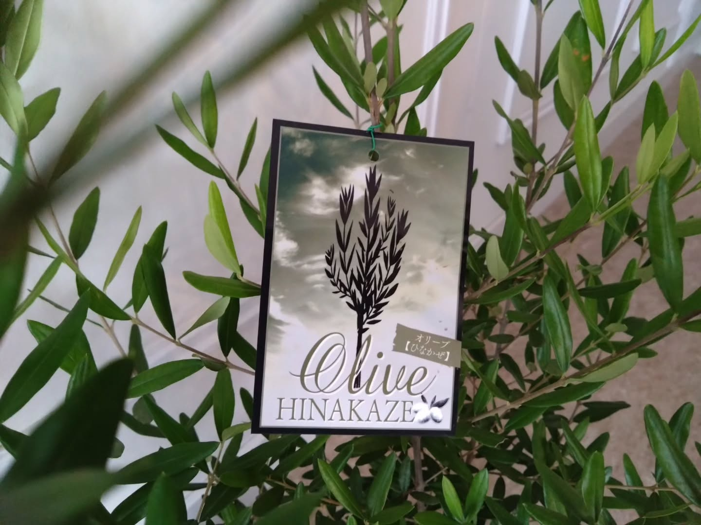 オリーブ🫒入りました😊