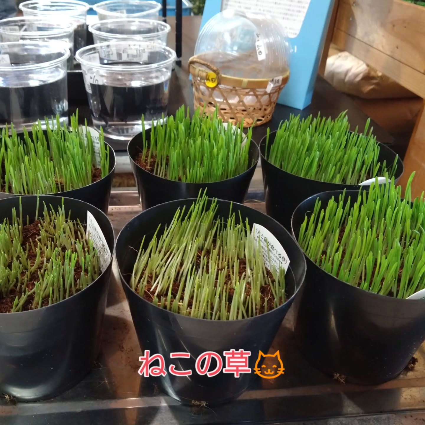 ねこの草入麻績の里さんに入りました😺