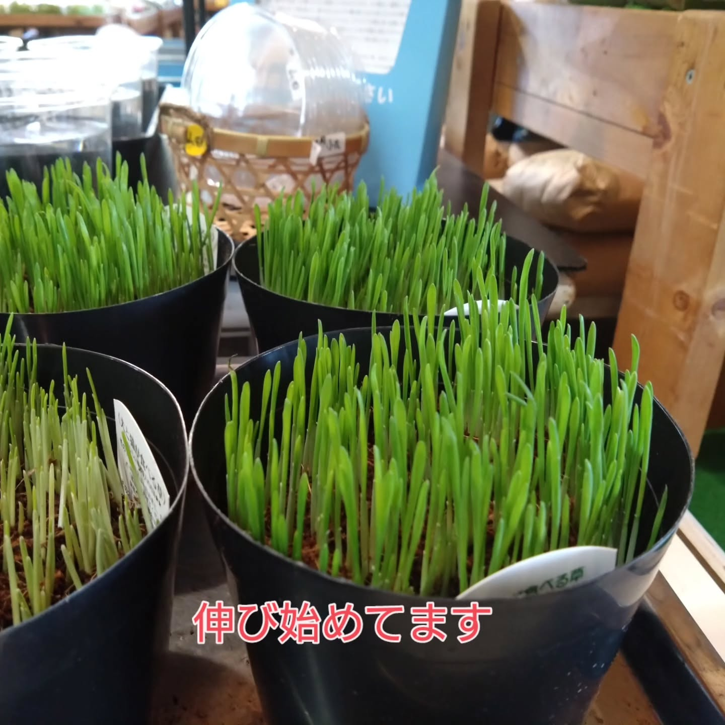 ねこの草入麻績の里さんに入りました😺