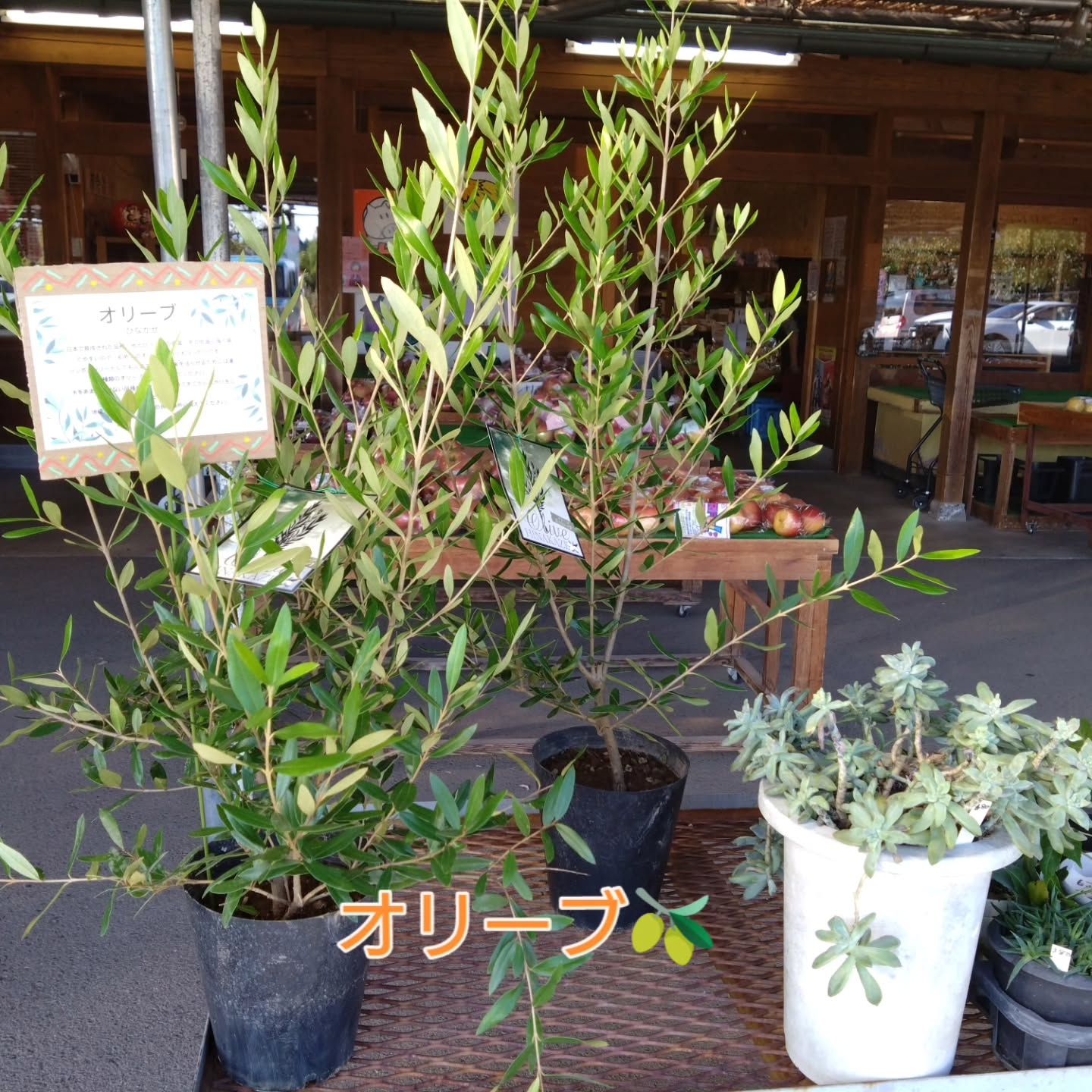 ねこの草入麻績の里さんに入りました😺