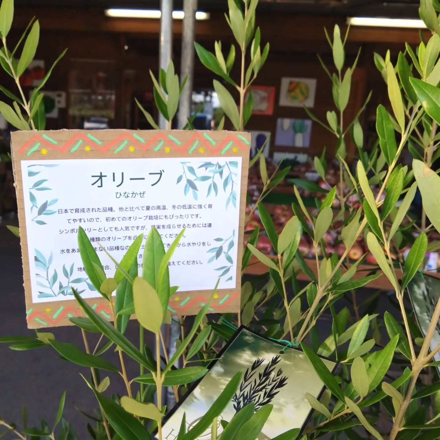 ねこの草入麻績の里さんに入りました😺