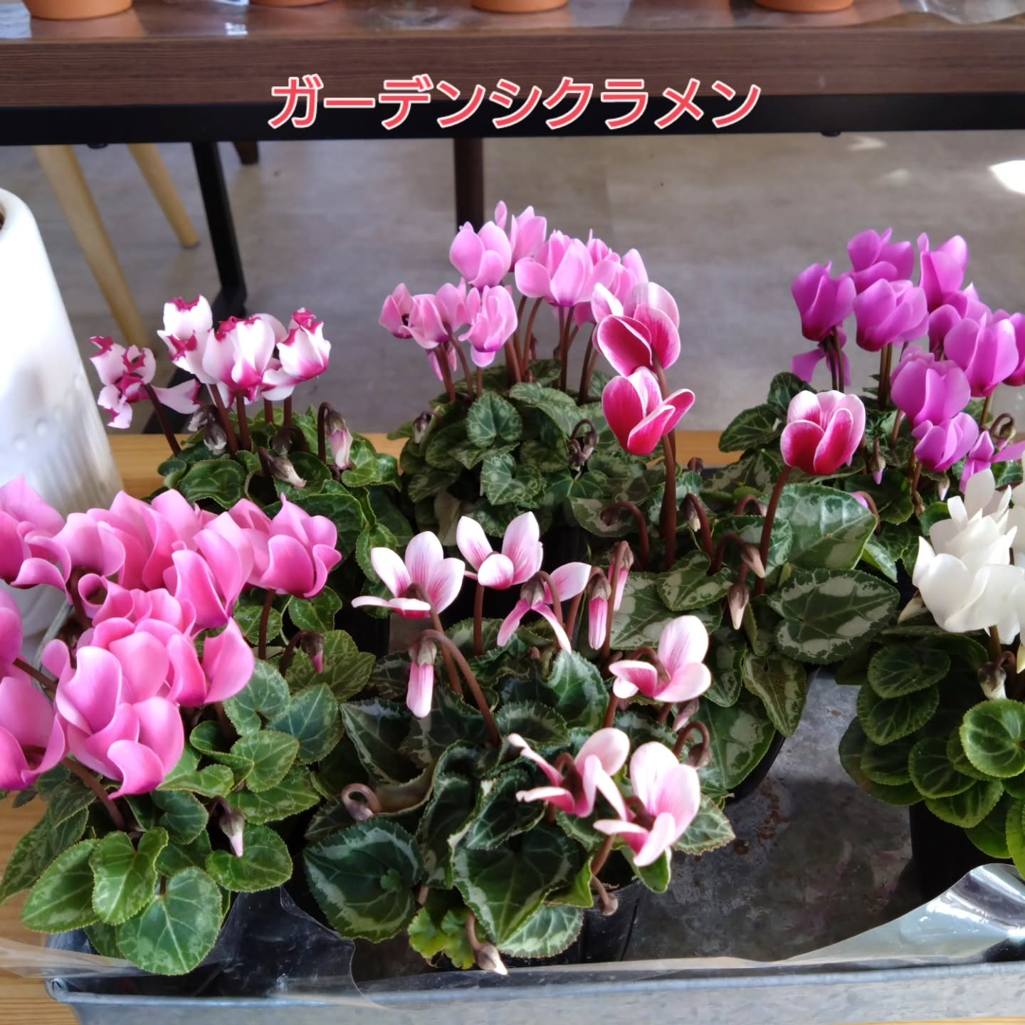 秋〜冬の寄せ植えアイテム