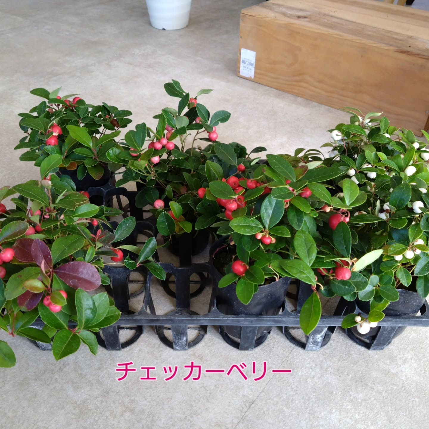 秋〜冬の寄せ植えアイテム