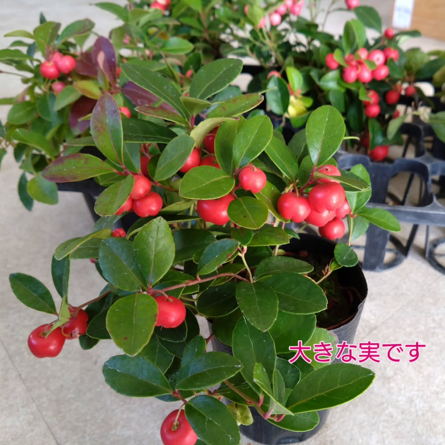 秋〜冬の寄せ植えアイテム