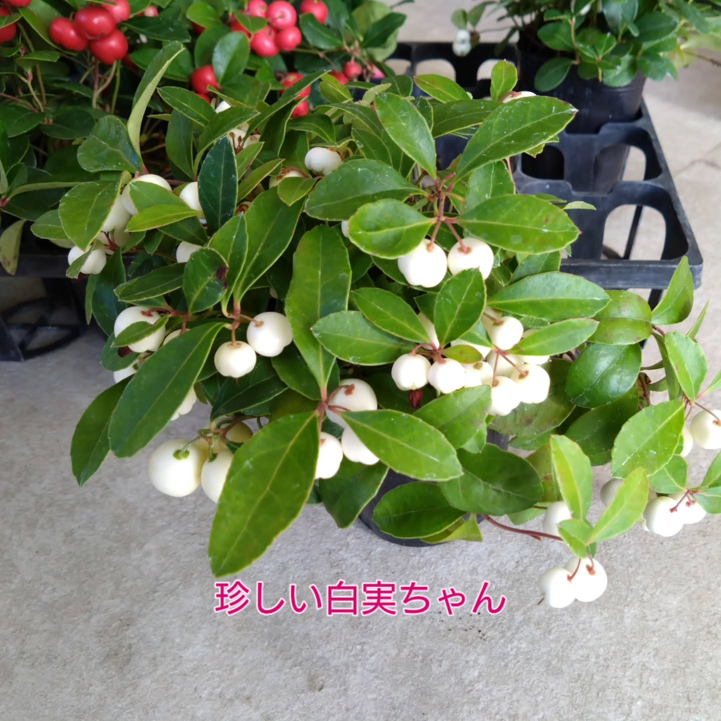 秋〜冬の寄せ植えアイテム