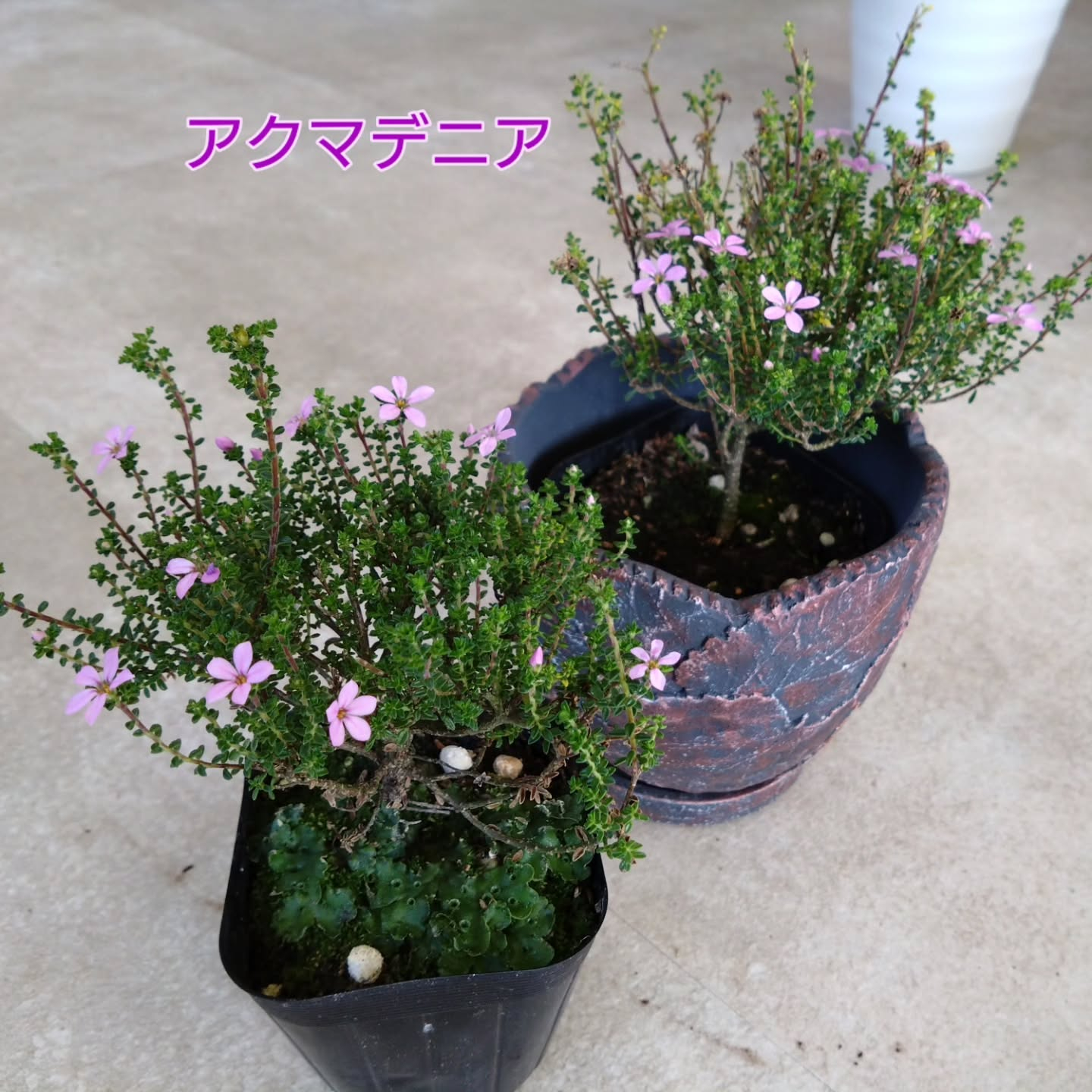 秋〜冬の寄せ植えアイテム