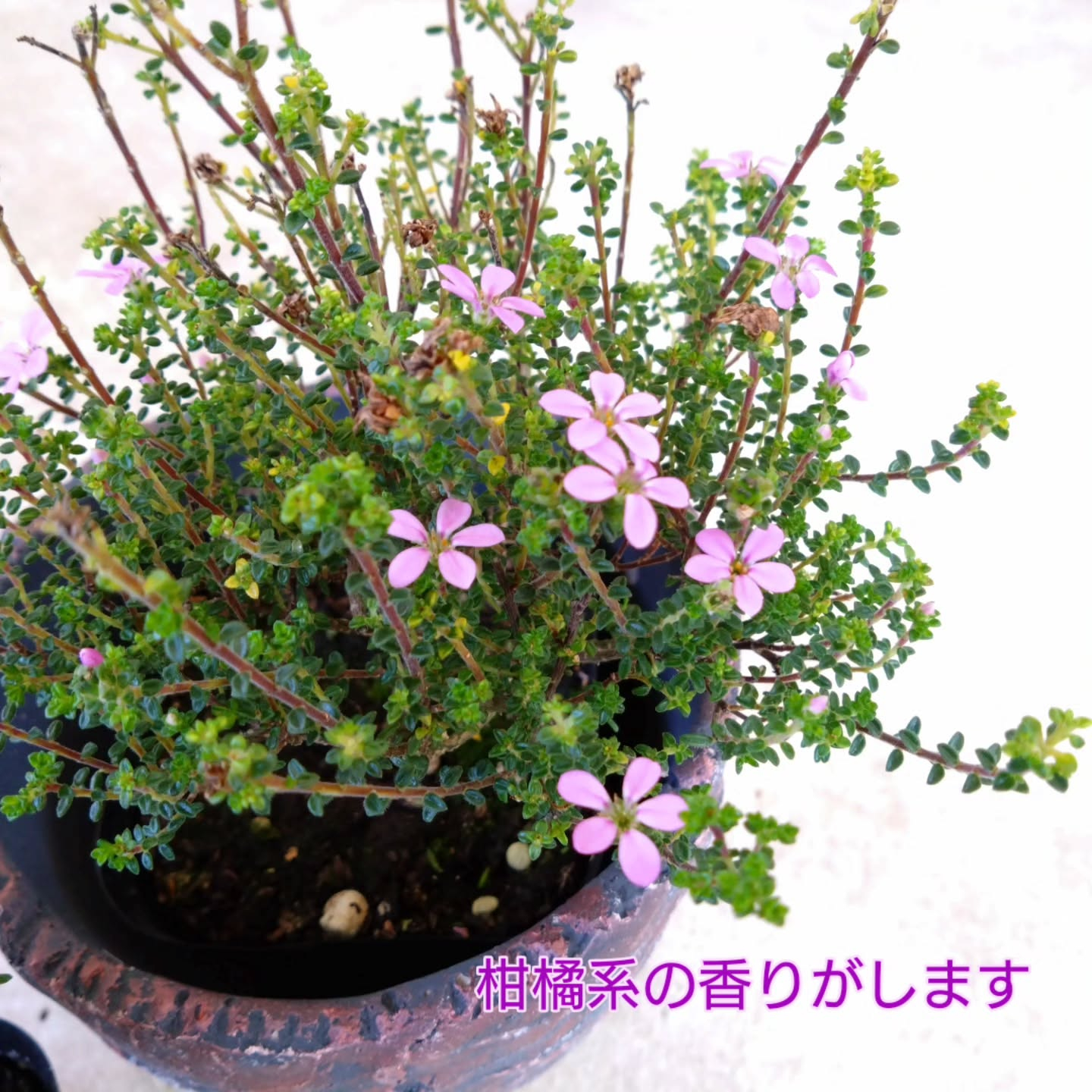 秋〜冬の寄せ植えアイテム