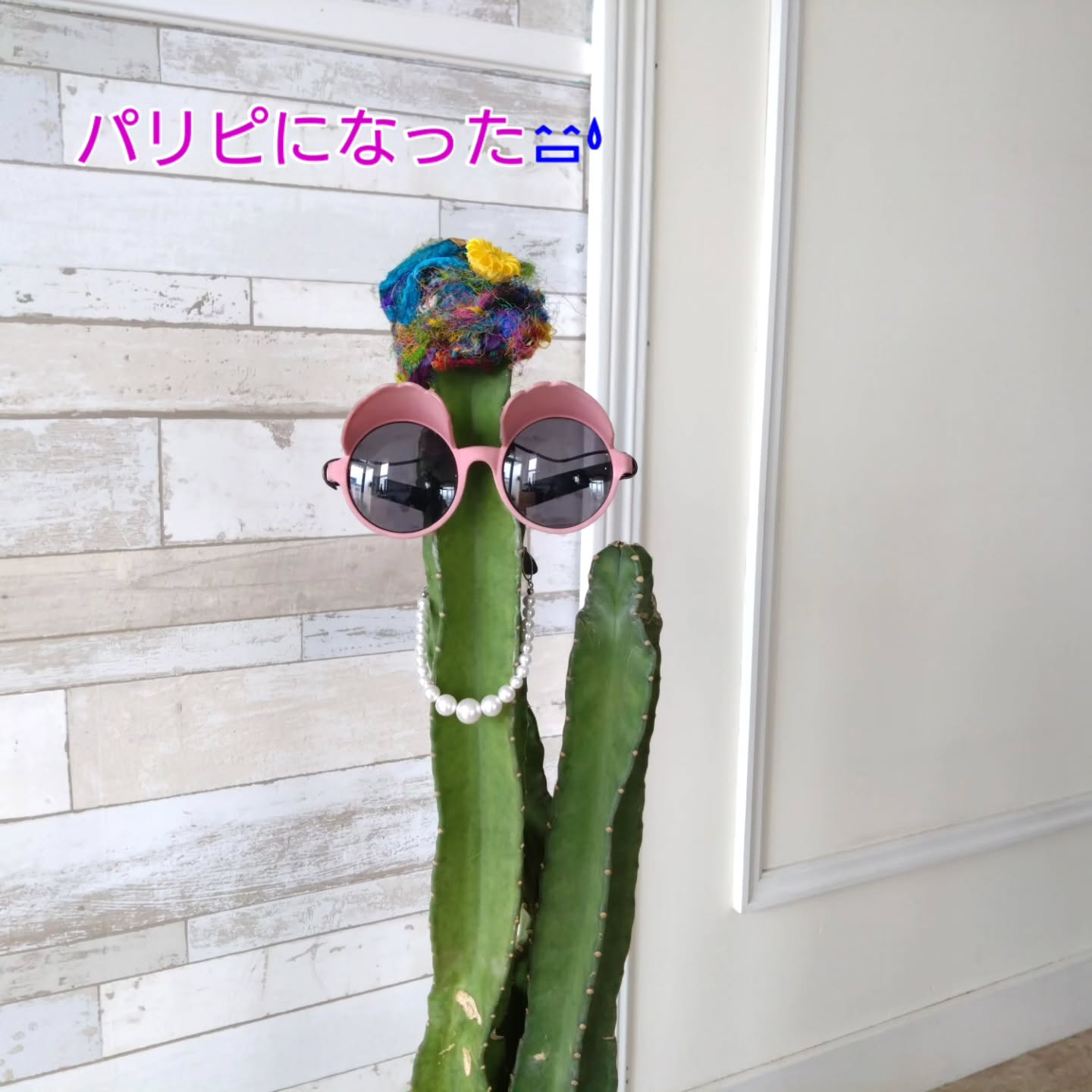 マダム・サボ🌵