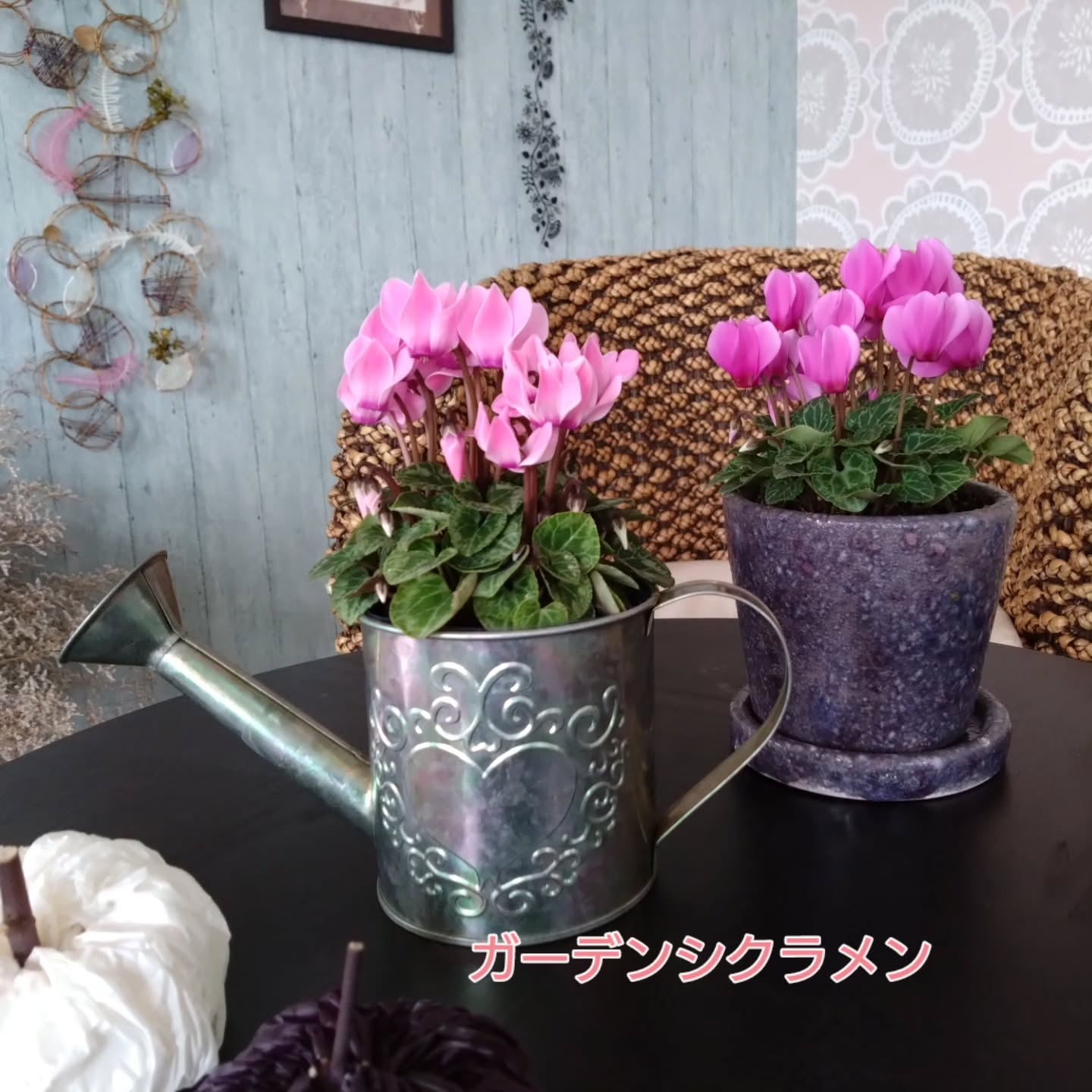 マダム・サボ🌵