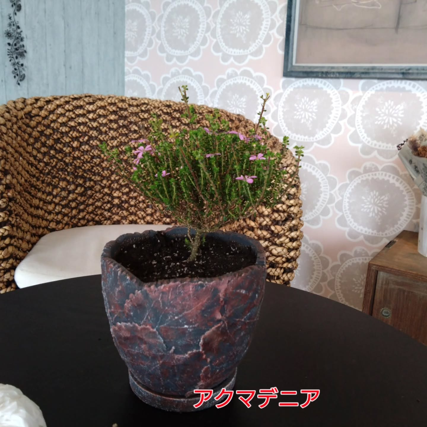 マダム・サボ🌵