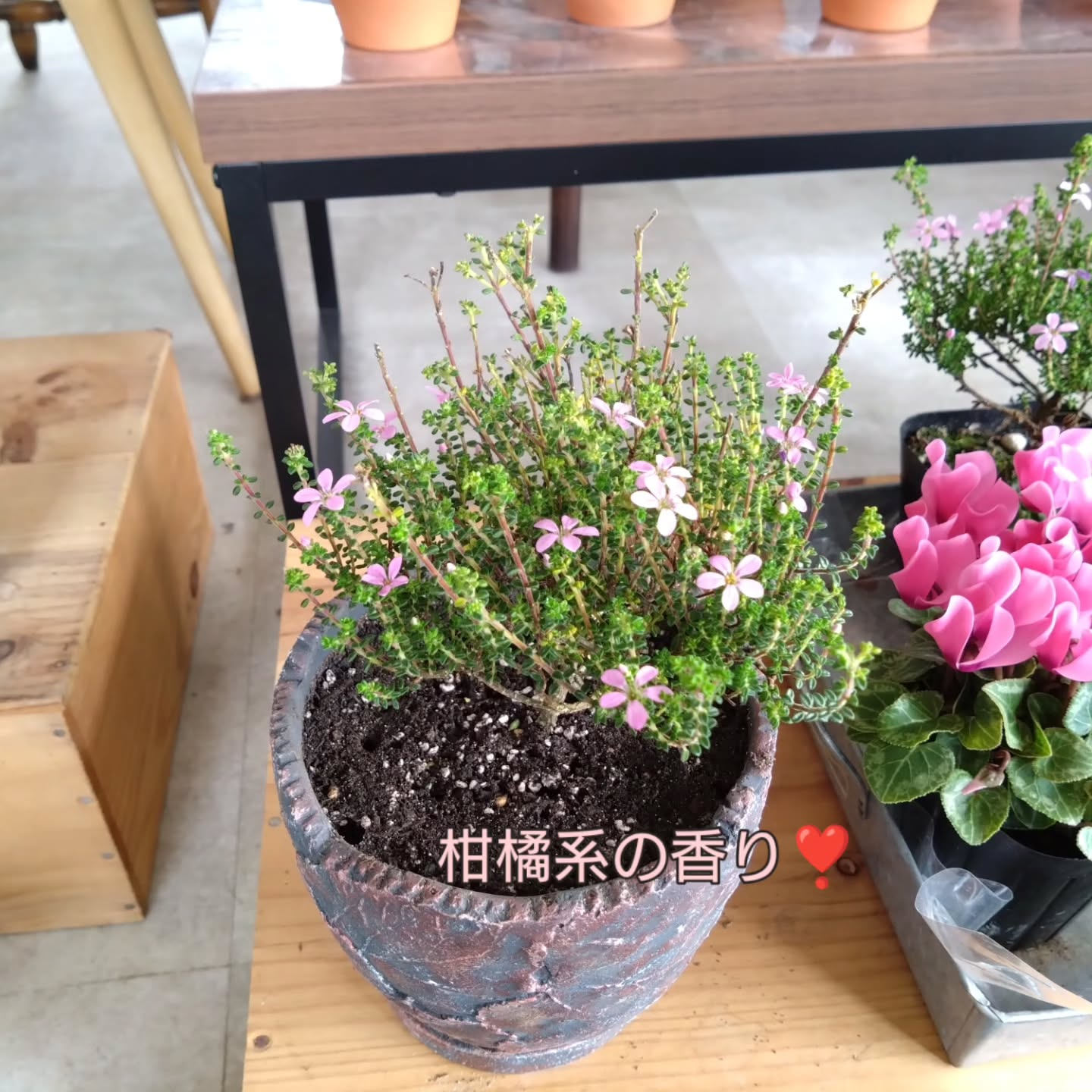 マダム・サボ🌵