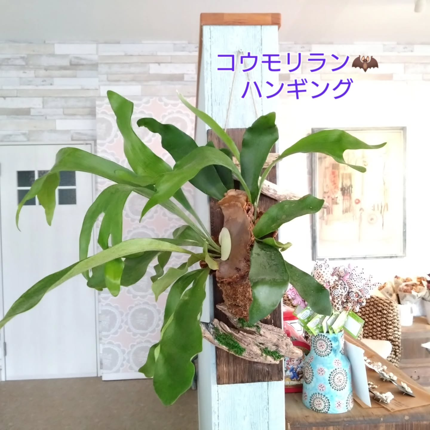 コウモリランハンギング