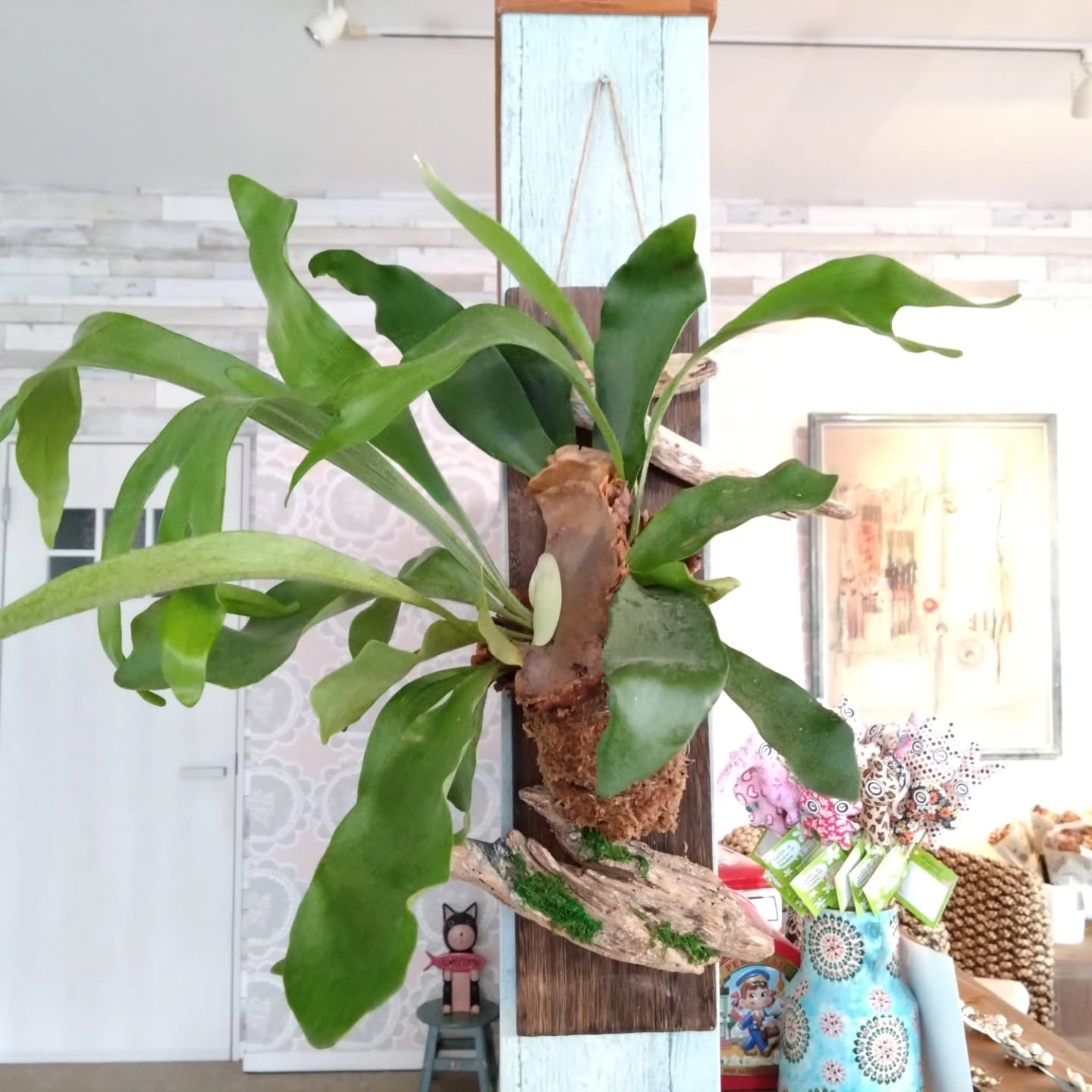 コウモリランハンギング