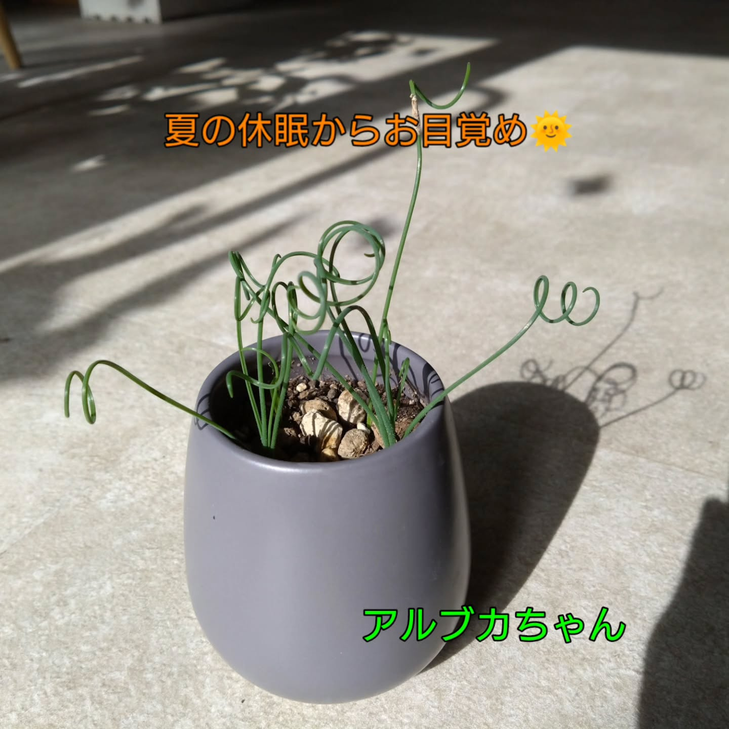 コウモリランハンギング