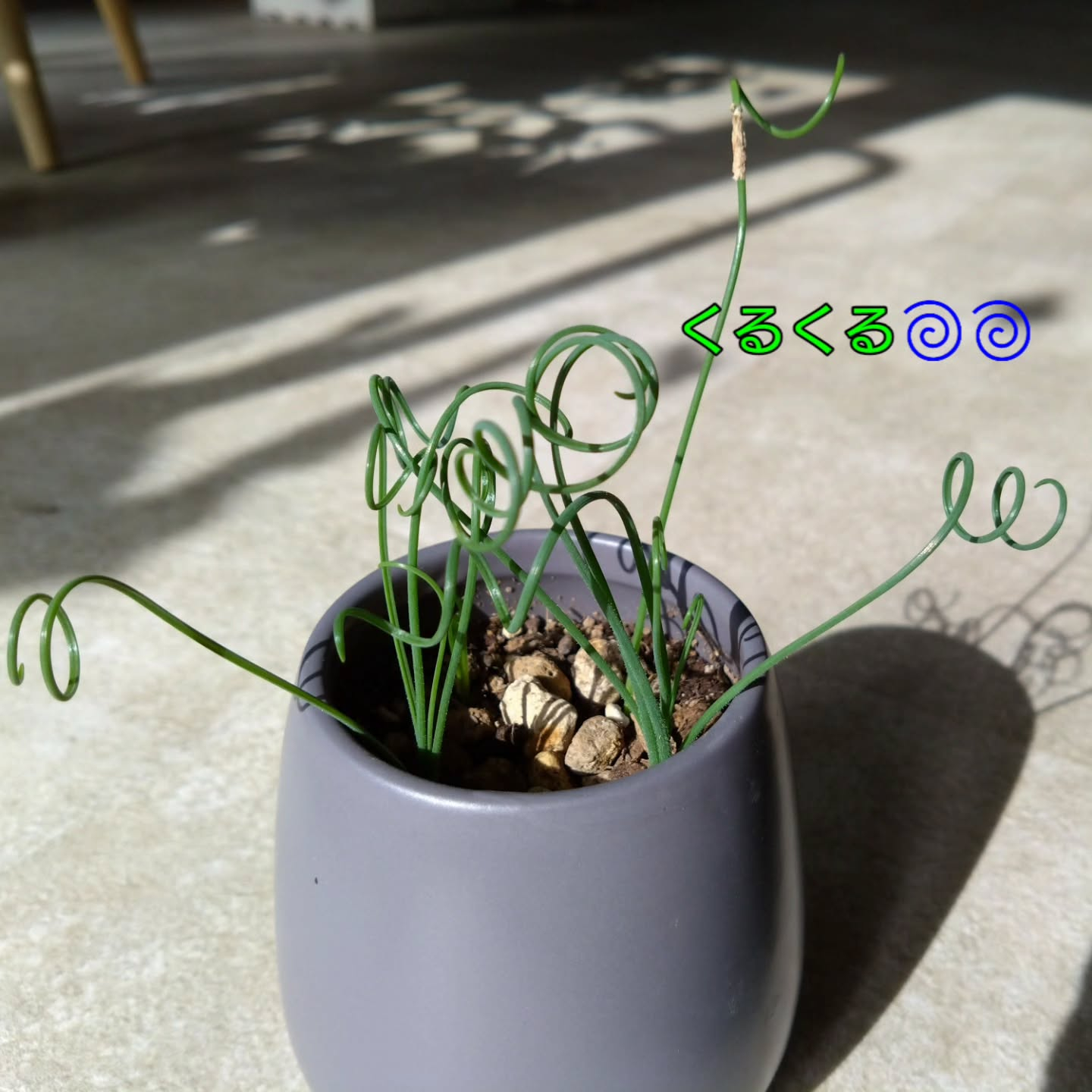 コウモリランハンギング