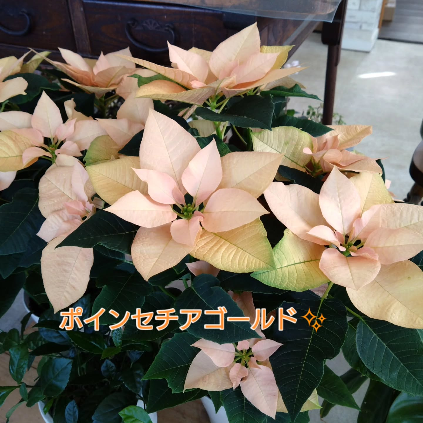 ポインセチアゴールド✨