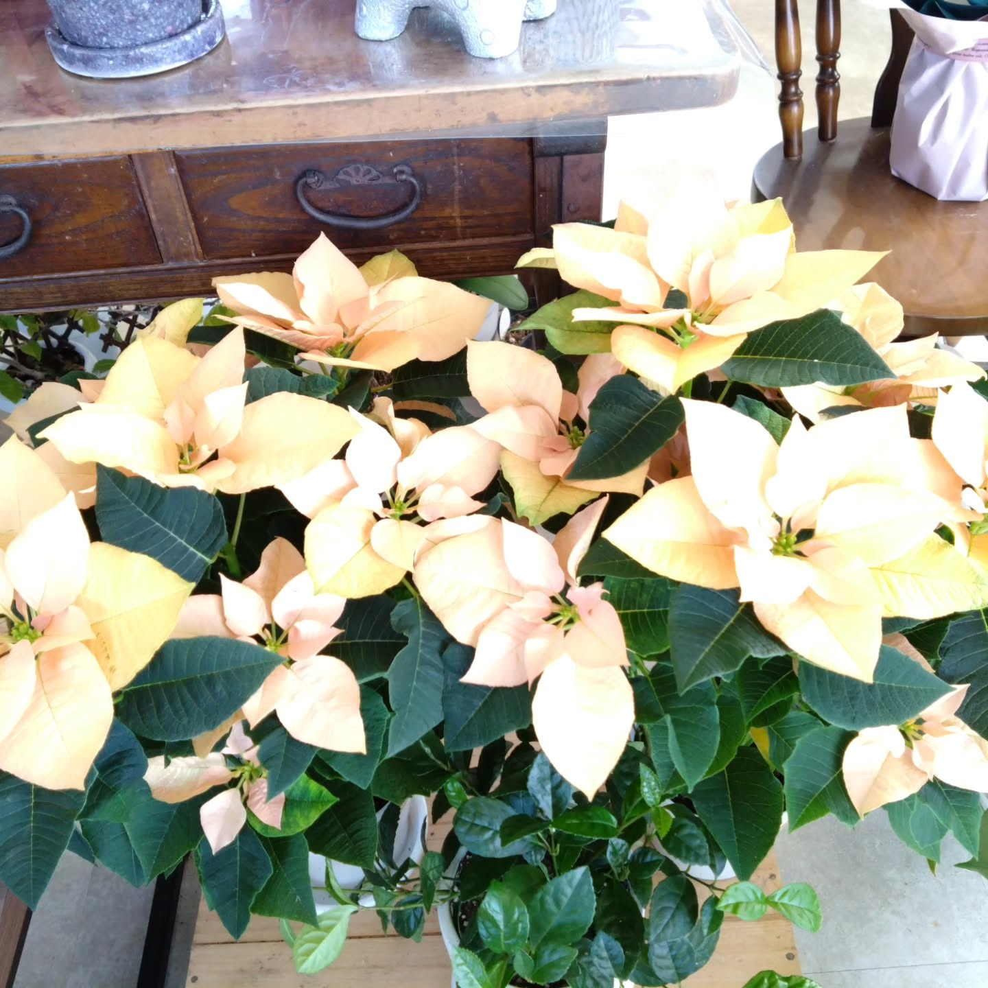 ポインセチアゴールド✨