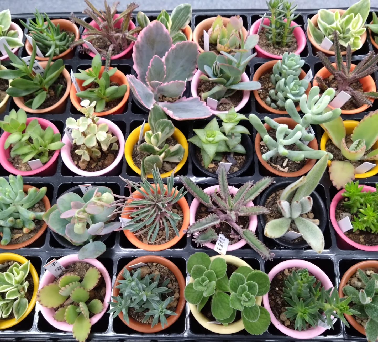 多肉の寄せ植え講習会