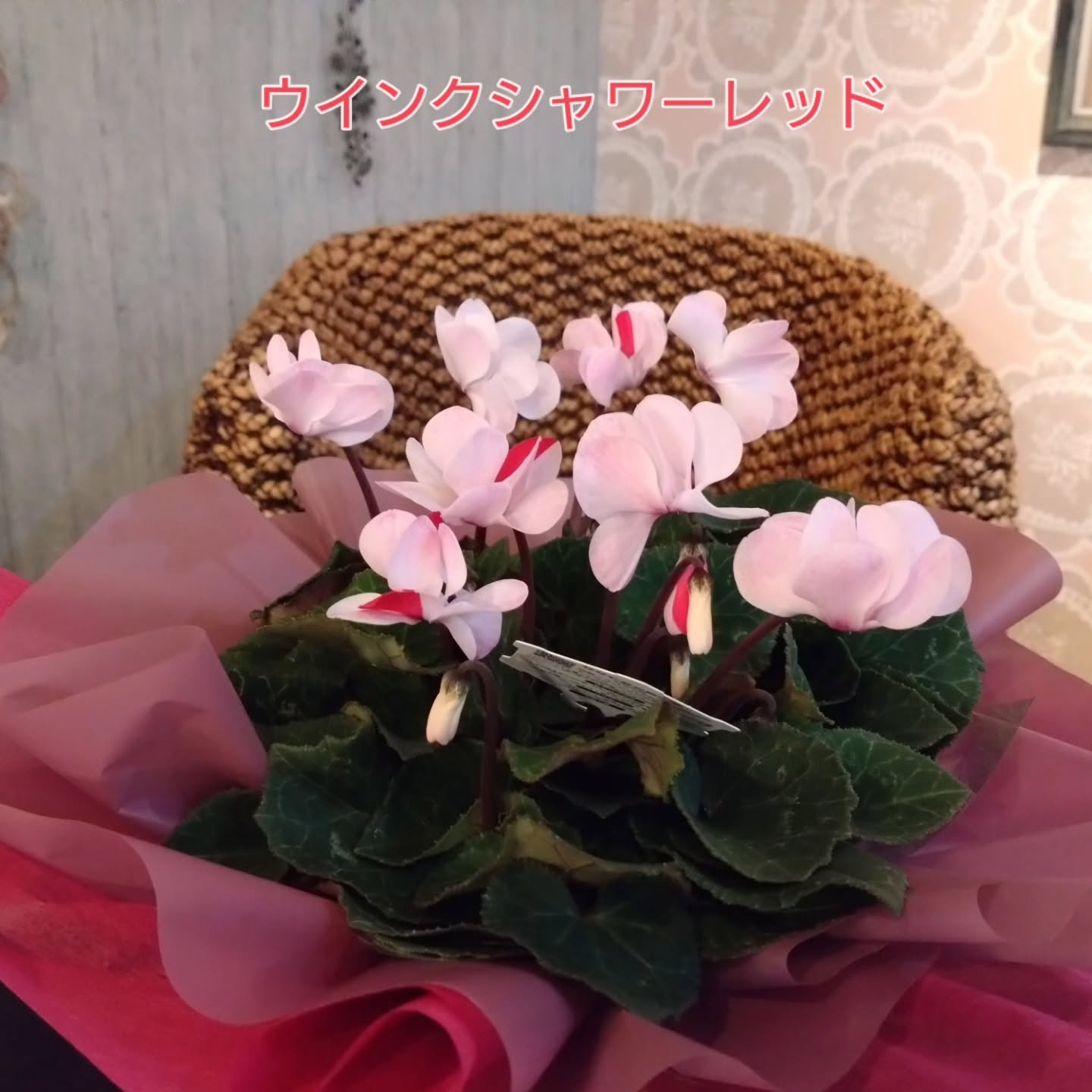 地元のお花達🌼