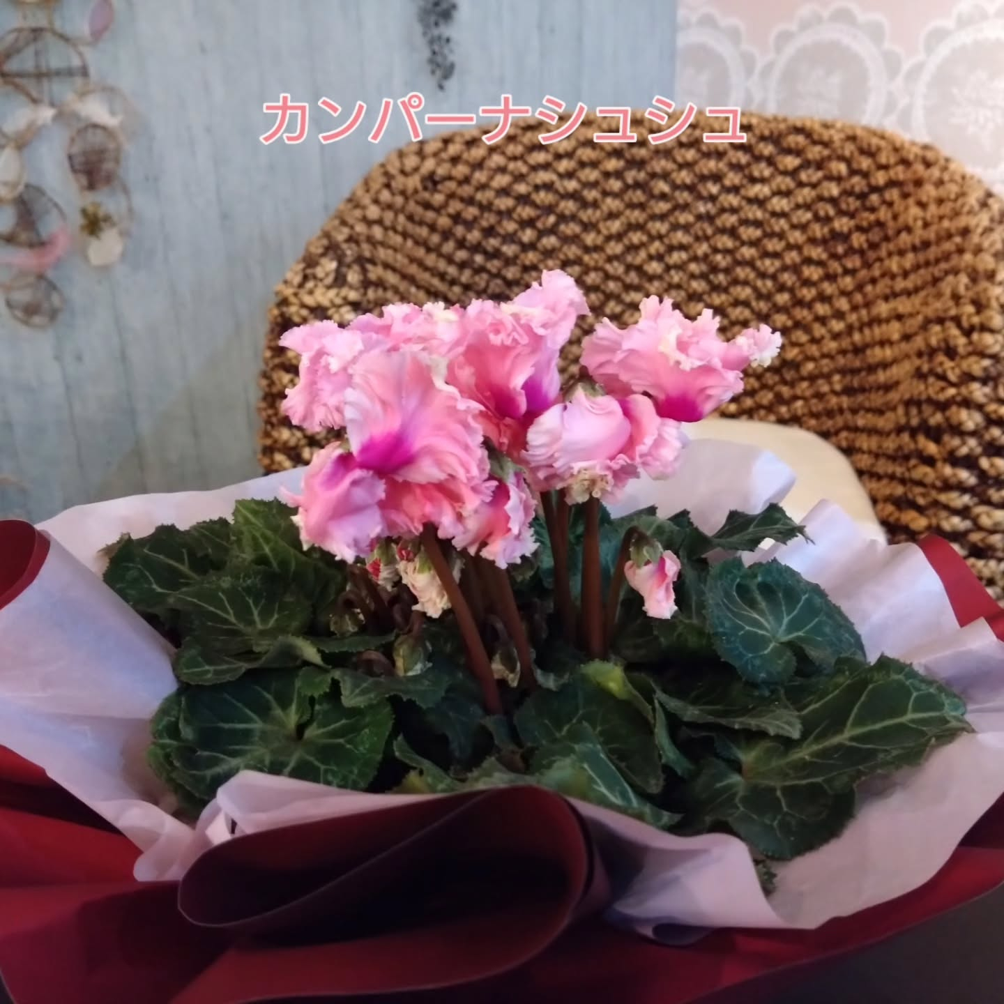 地元のお花達🌼