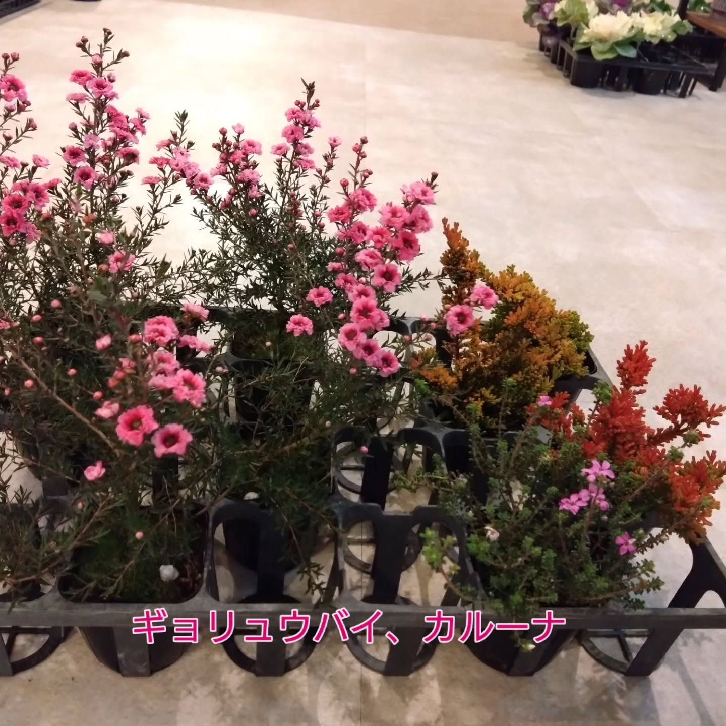 地元のお花達🌼