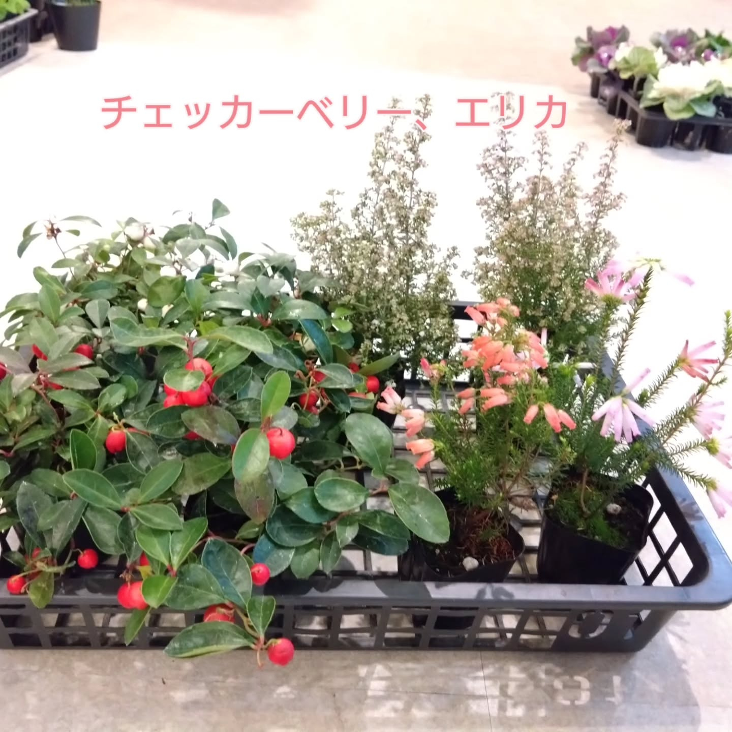 地元のお花達🌼