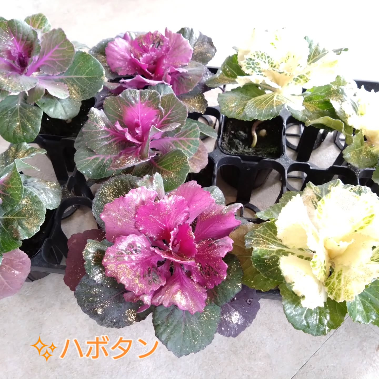 地元のお花達🌼