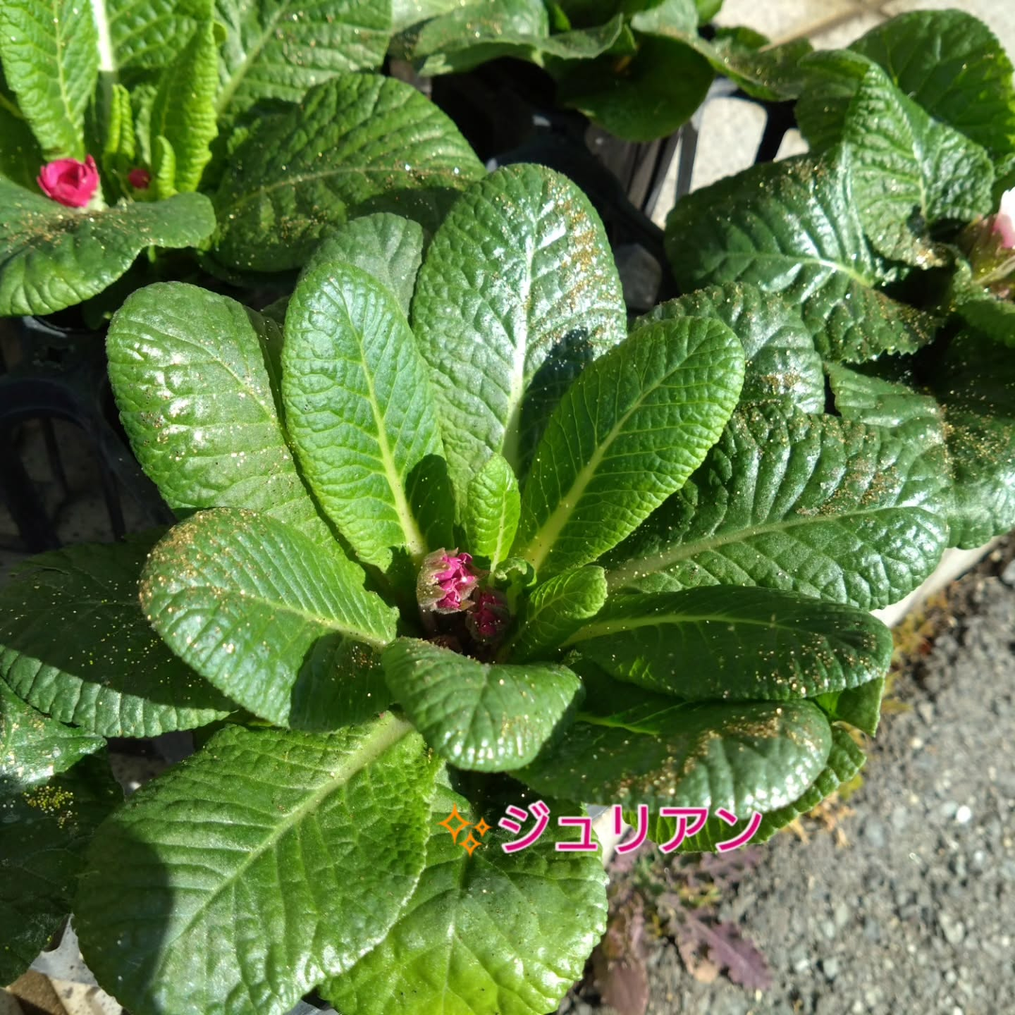 地元のお花達🌼