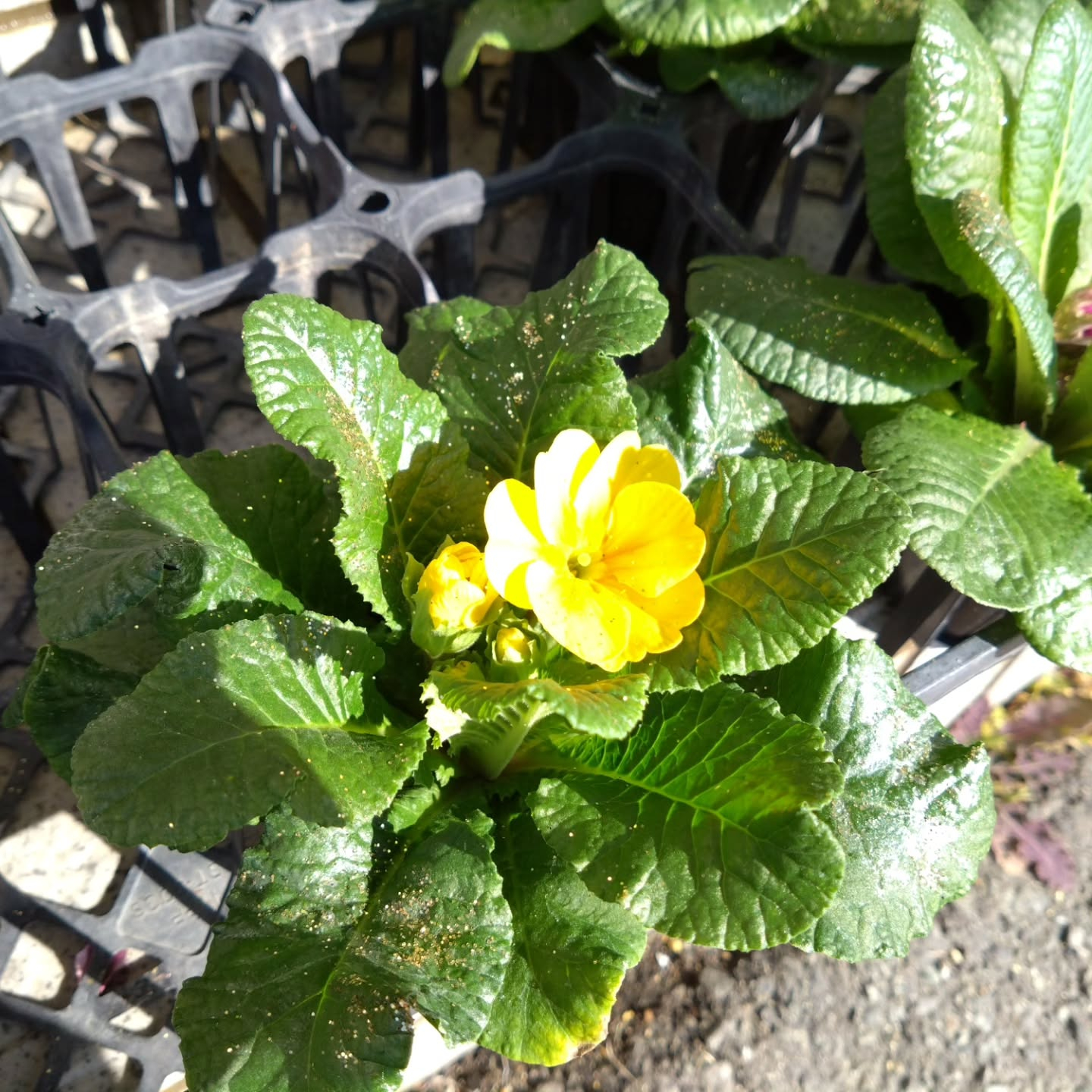 地元のお花達🌼