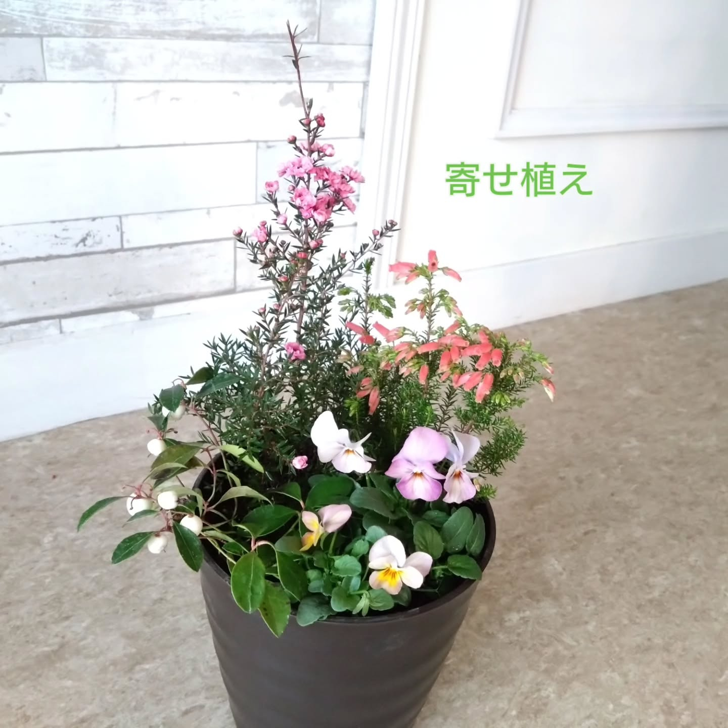 地元のお花達🌼