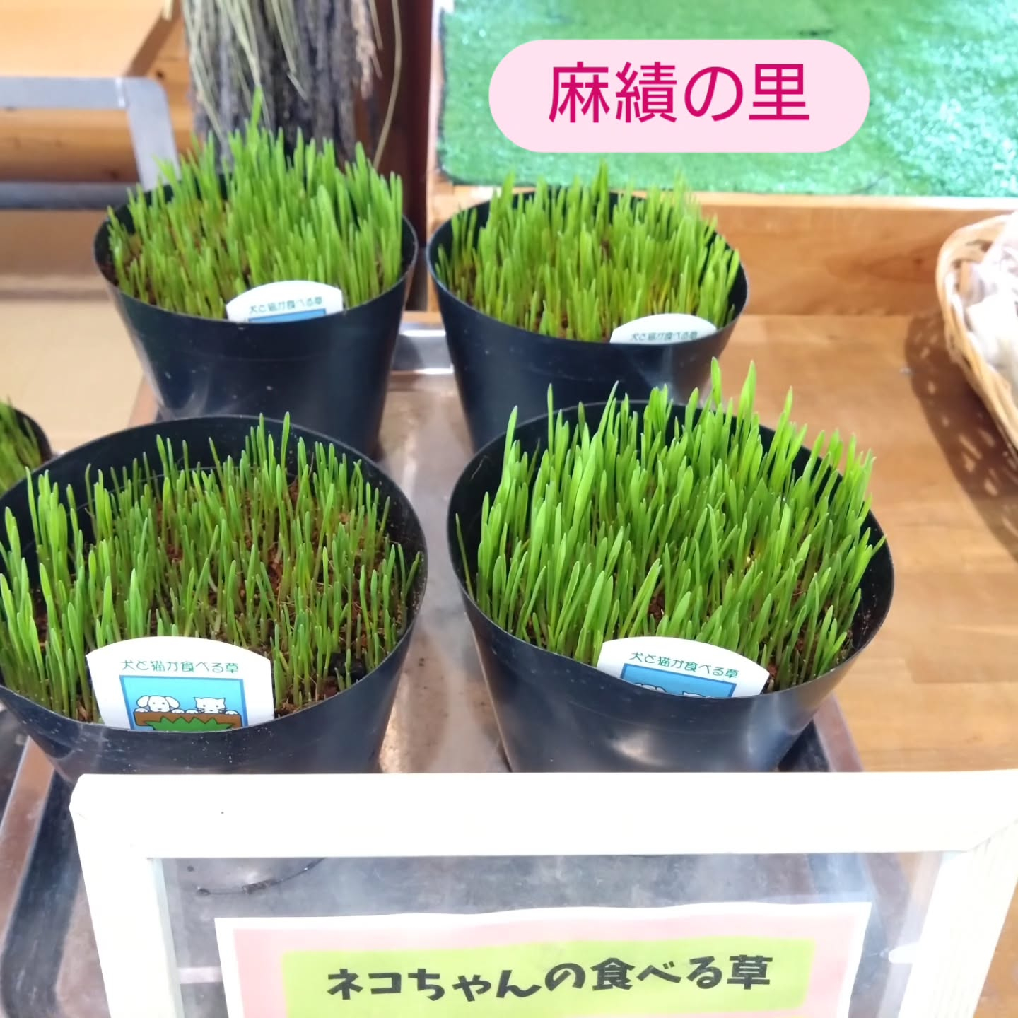 ネコの草入りました😺